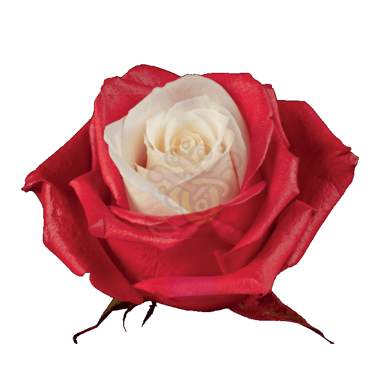 Red Candy Tinted Roses 2