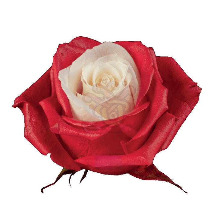 Red Candy Tinted Roses 2