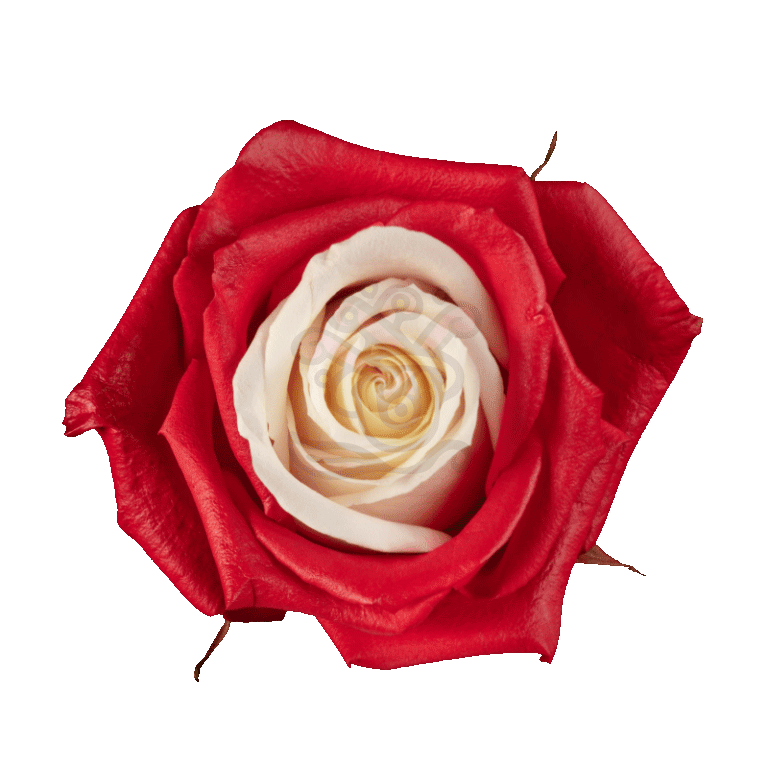 Red Candy Tinted Roses