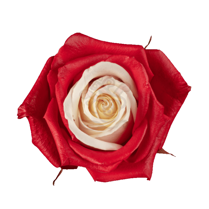 Red Candy Tinted Roses