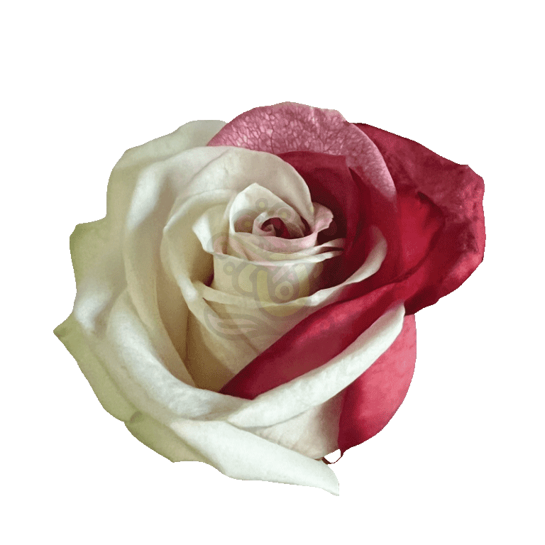 Red Duo Tinted Roses 2