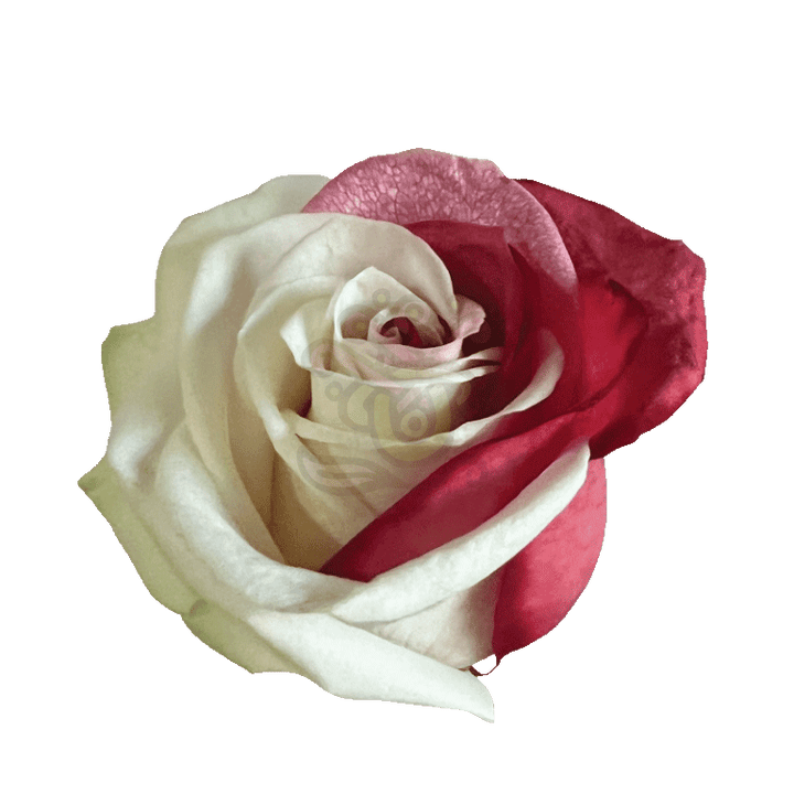 Red Duo Tinted Roses 2