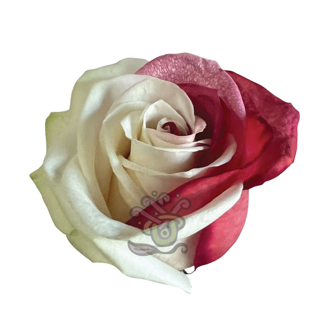 Red Duo Tinted Roses • Asiri Blooms