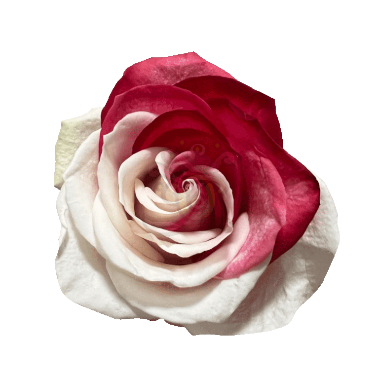 Red Duo Tinted Roses