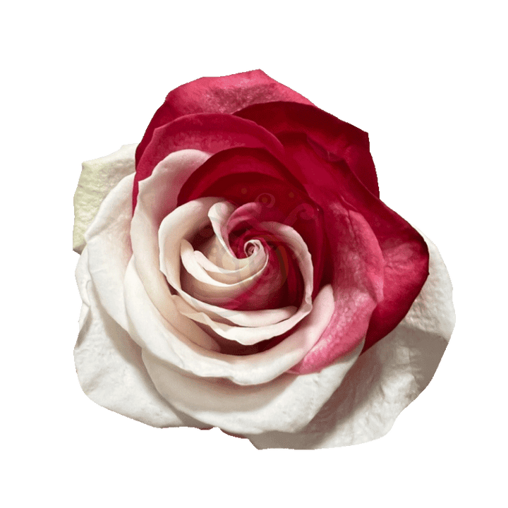 Red Duo Tinted Roses