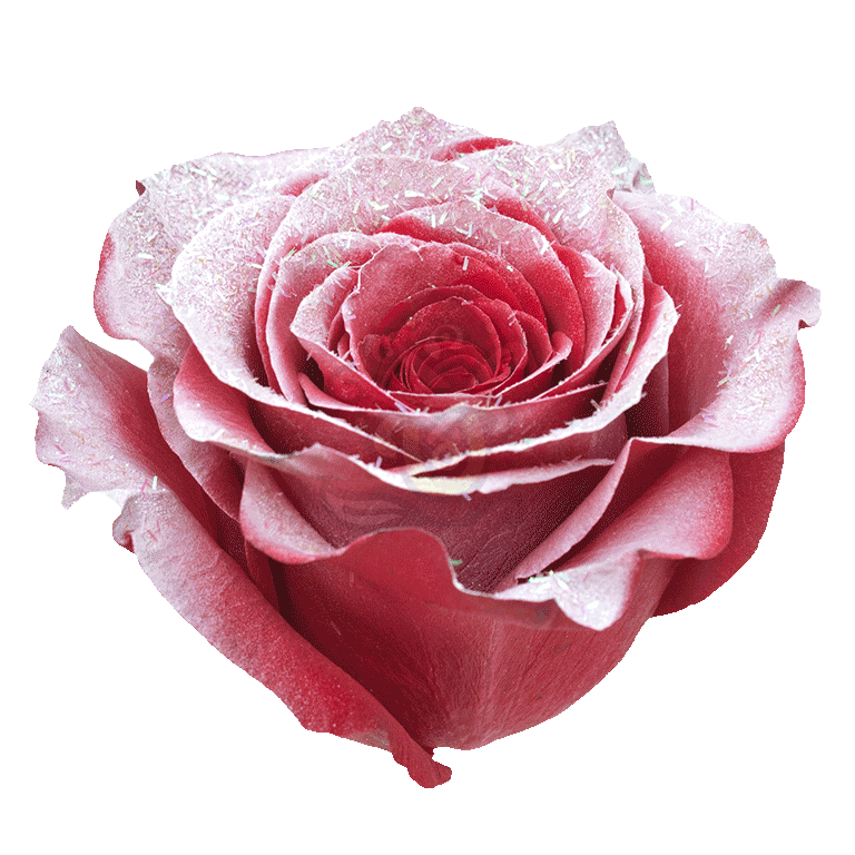 Red Frost Tinted Roses