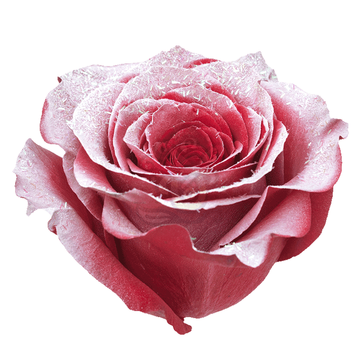Red Frost Tinted Roses