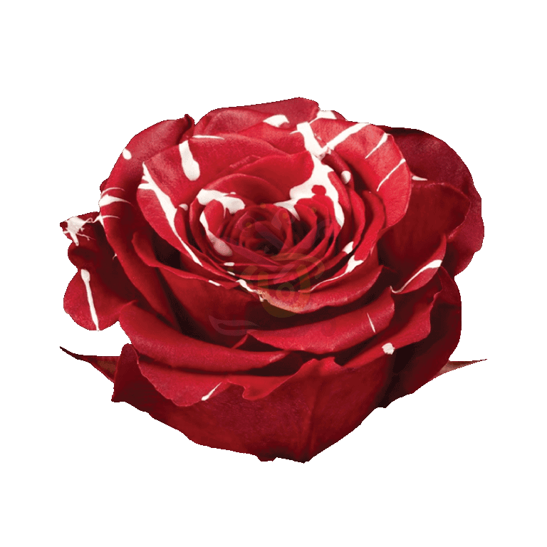 Red Mistletoe Tinted Roses 2