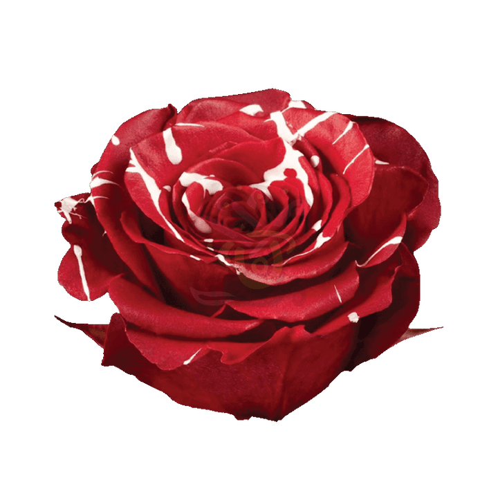 Red Mistletoe Tinted Roses 2