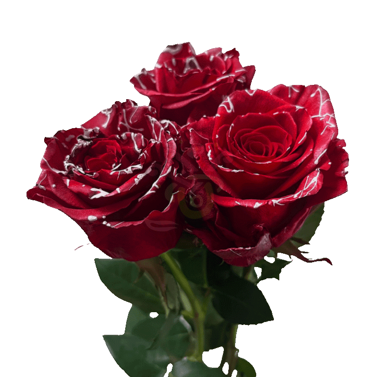 Red Mistletoe Tinted Roses 3