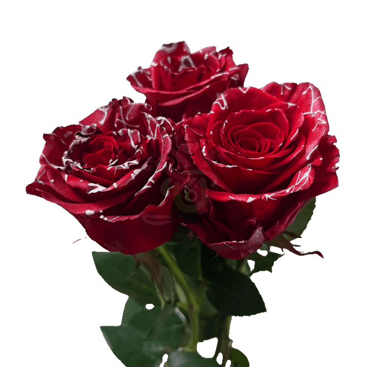 Red Mistletoe Tinted Roses 3