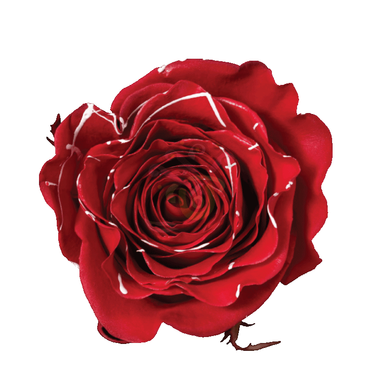 Red Mistletoe Tinted Roses