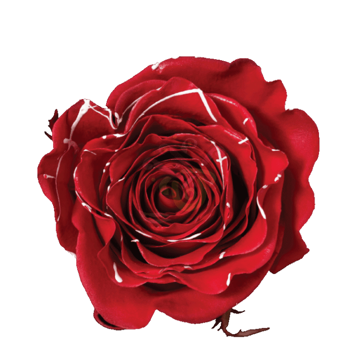 Red Mistletoe Tinted Roses
