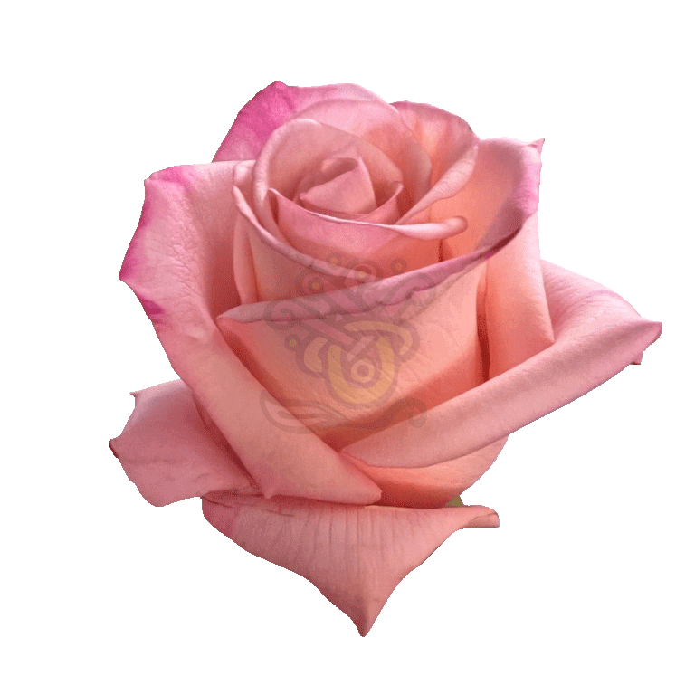 Rhoslyn Roses Light Pink 2