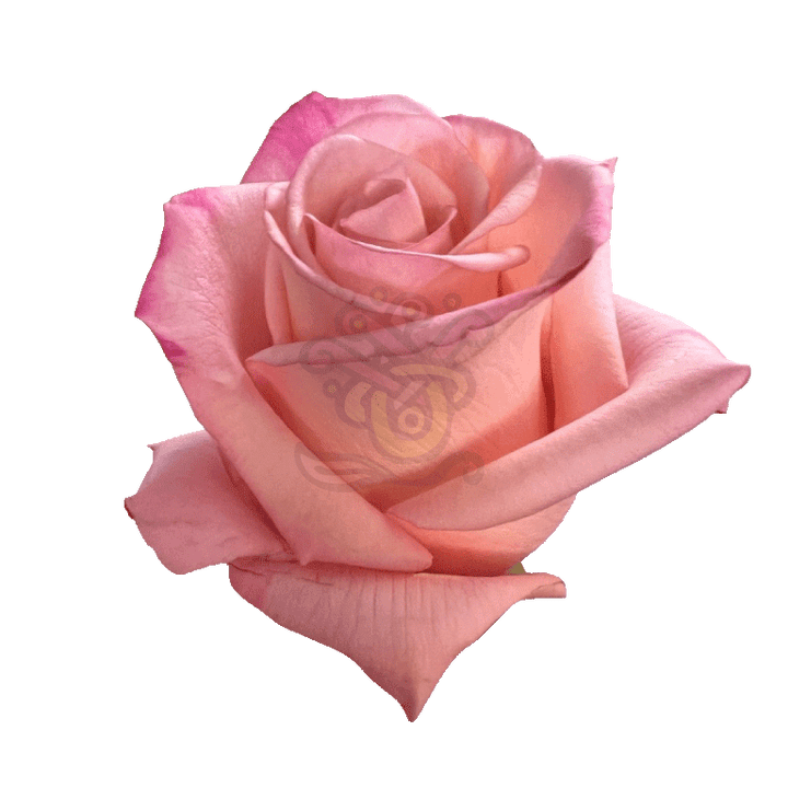 Rhoslyn Roses Light Pink 2