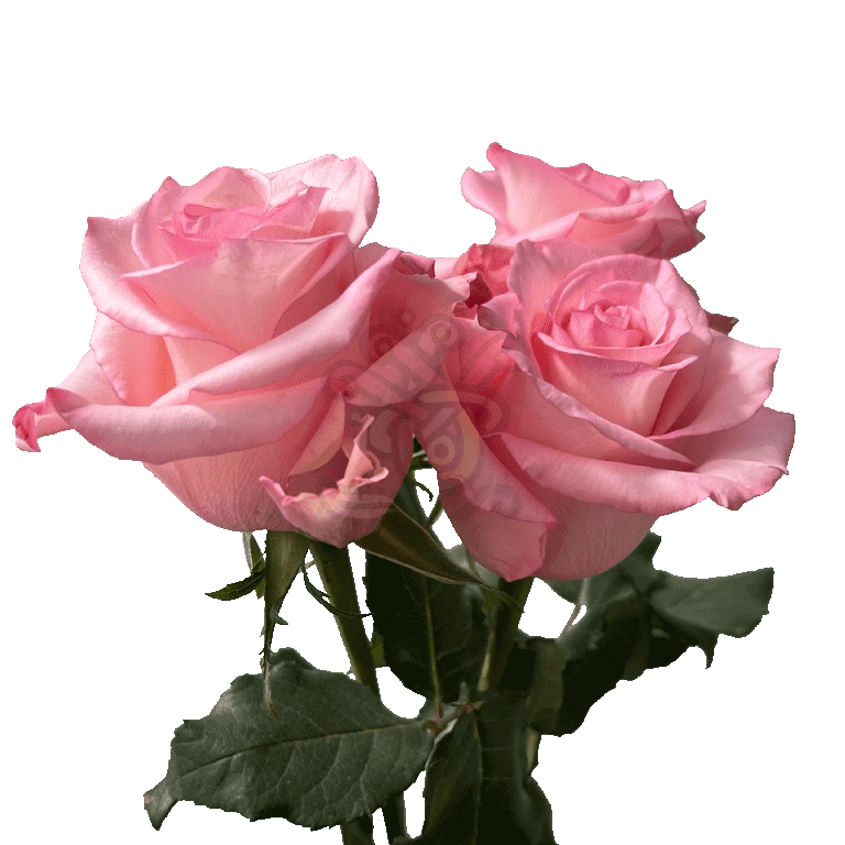 Rhoslyn Roses Light Pink 3