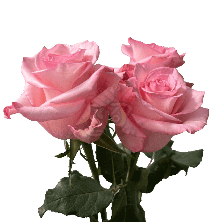 Rhoslyn Roses Light Pink 3