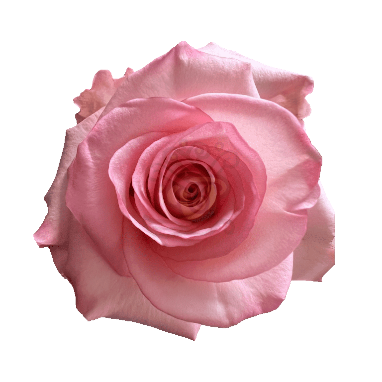 Rhoslyn Roses Light Pink