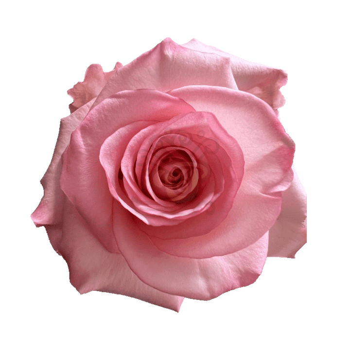 Rhoslyn Roses Light Pink