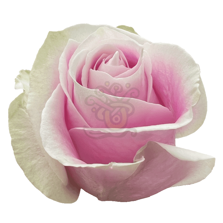 Rosita Vendela Roses Light Pink 2