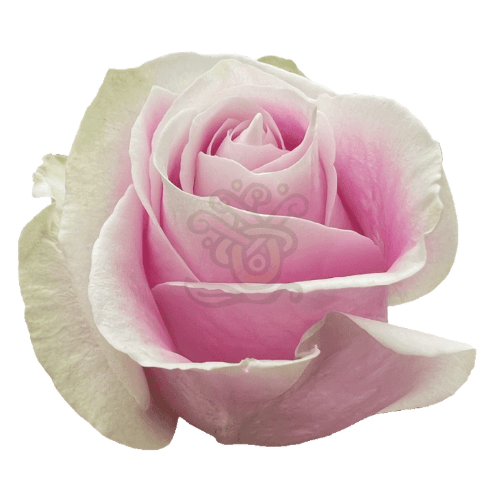 Rosita Vendela Roses Light Pink 2