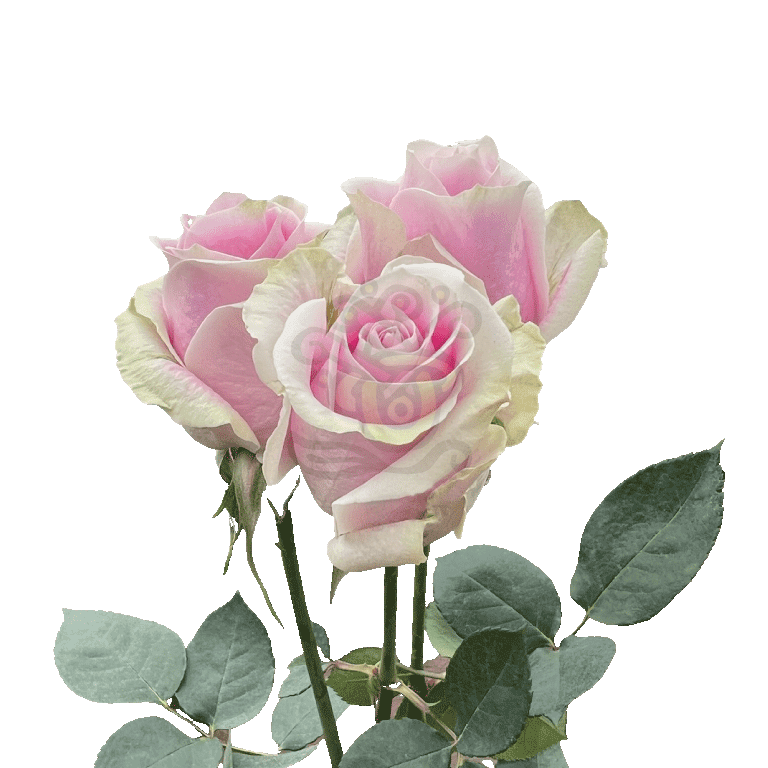 Rosita Vendela Roses Light Pink 3