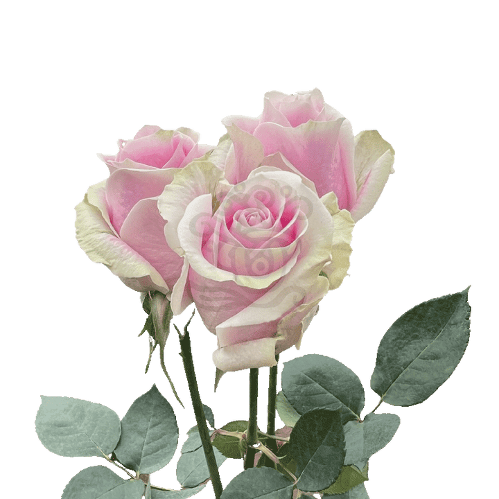 Rosita Vendela Roses Light Pink 3