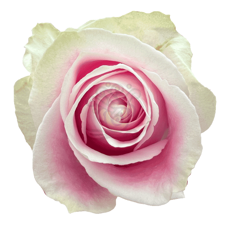 Rosita Vendela Roses Light Pink