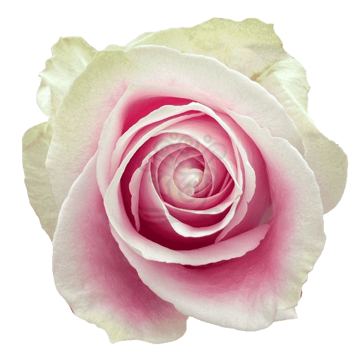 Rosita Vendela Roses Light Pink