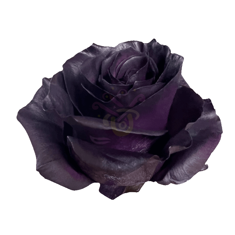 Royal Purple Tinted Roses 2
