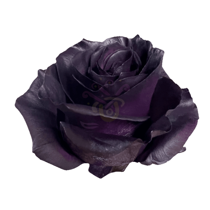 Royal Purple Tinted Roses 2