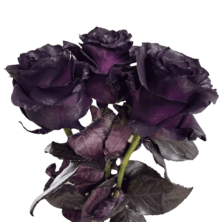 Royal Purple Tinted Roses 3
