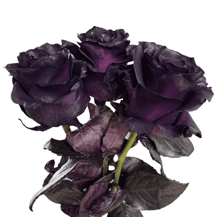 Royal Purple Tinted Roses 3