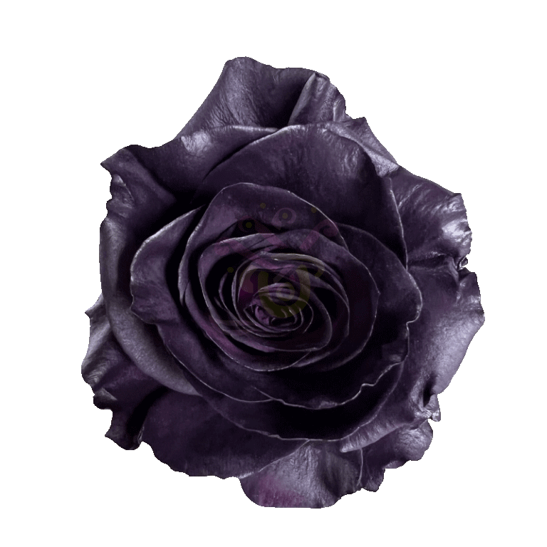Royal Purple Tinted Roses