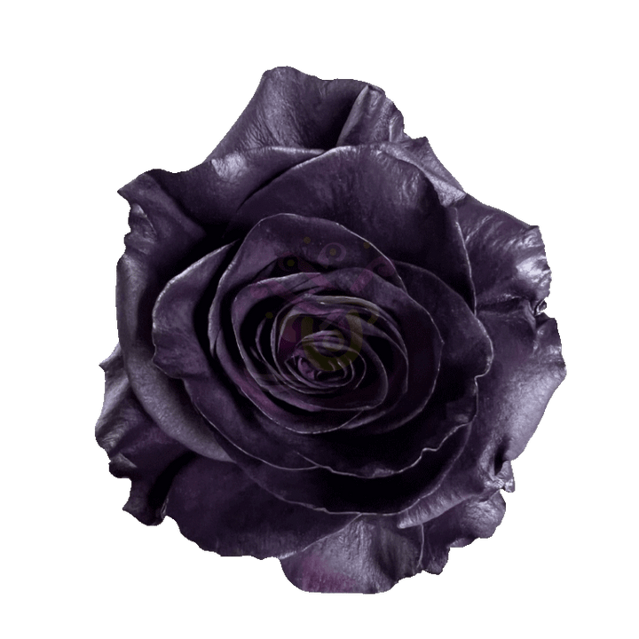 Royal Purple Tinted Roses