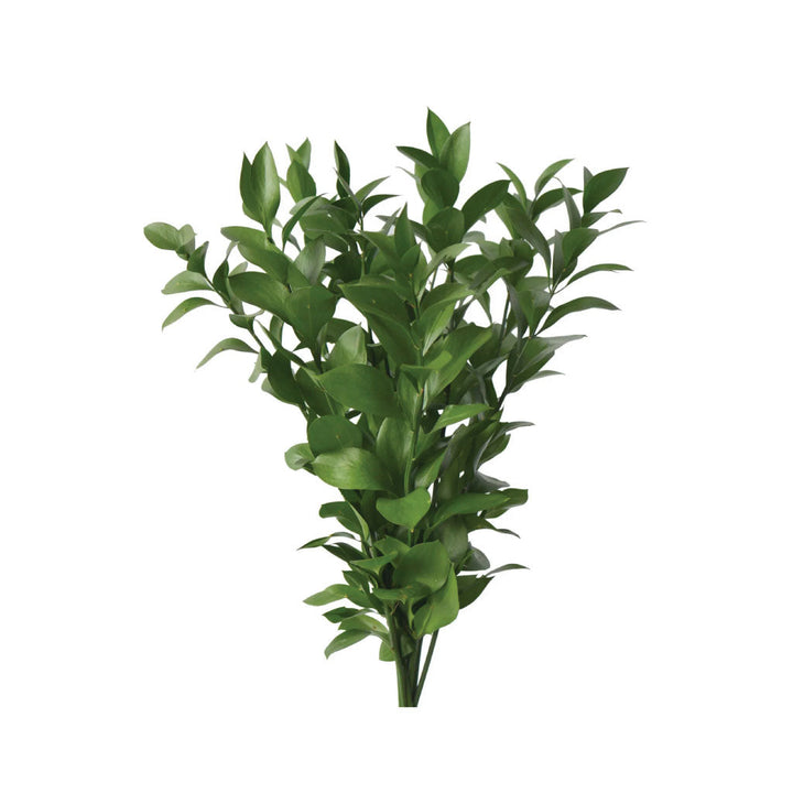 Ruscus • Asiri Blooms