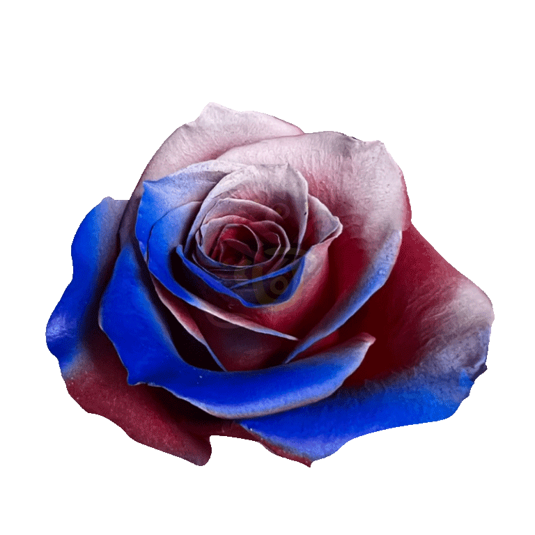 Sacrifice Tinted Roses 2