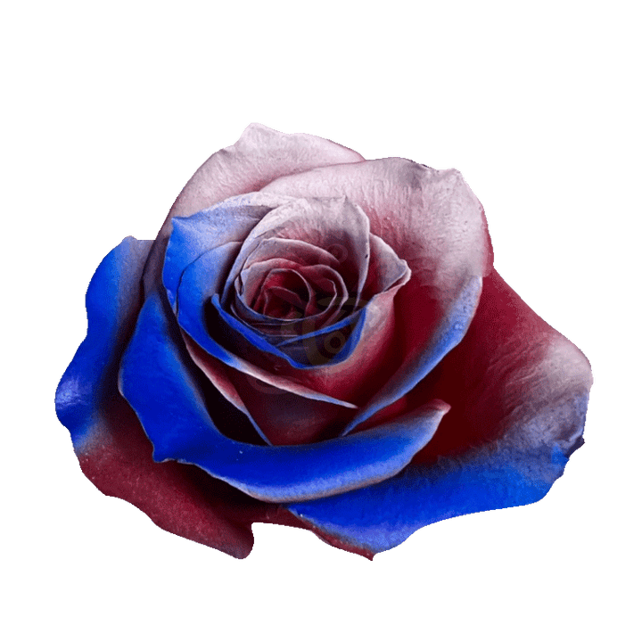 Sacrifice Tinted Roses 2