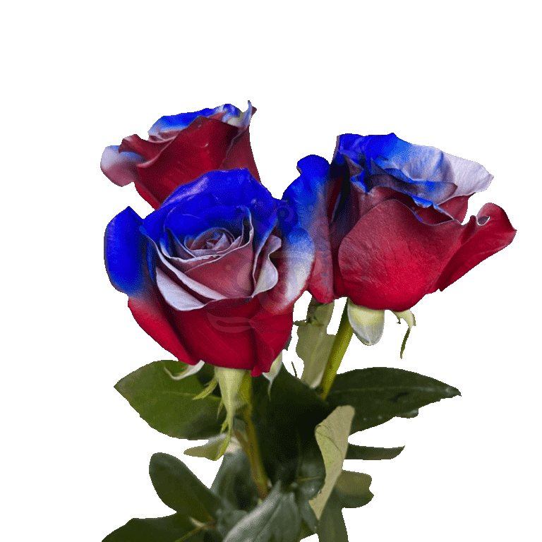 Sacrifice Tinted Roses 3