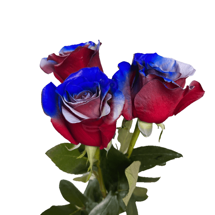 Sacrifice Tinted Roses 3