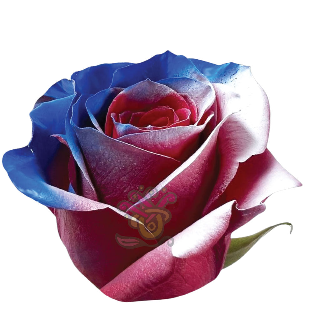 Sacrifice Tinted Roses • Asiri Blooms