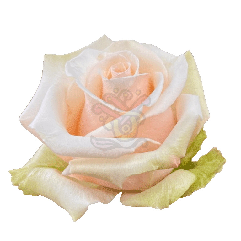 Sahara Roses Sand 2