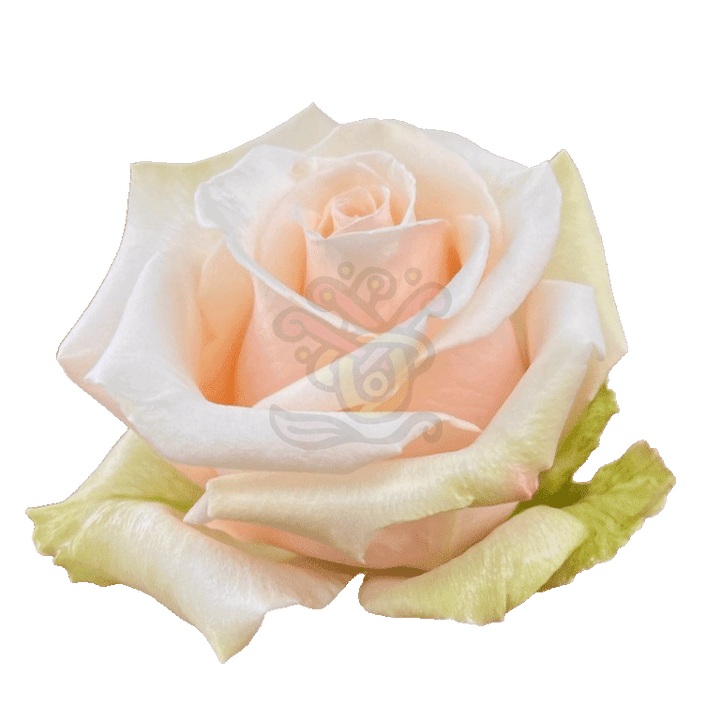 Sahara Roses Sand 2