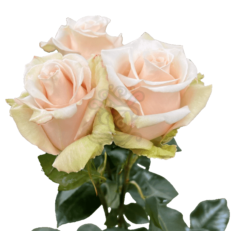 Sahara Roses Sand 3