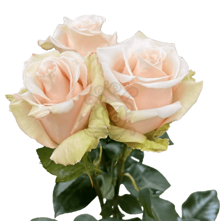 Sahara Roses Sand 3