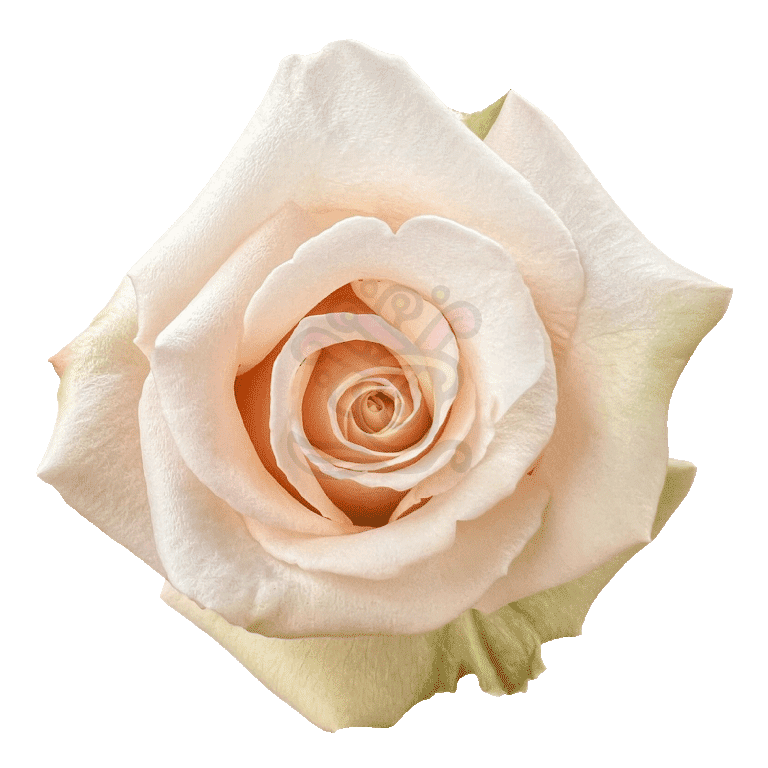 Sahara Roses Sand