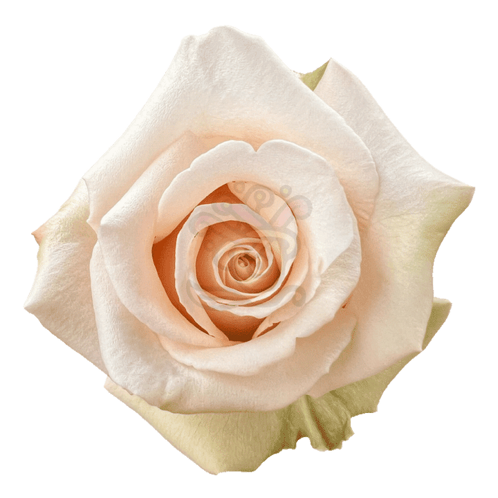 Sahara Roses Sand