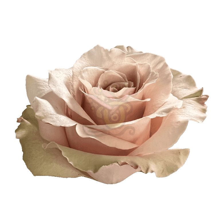 Sandy Roses Sand 2