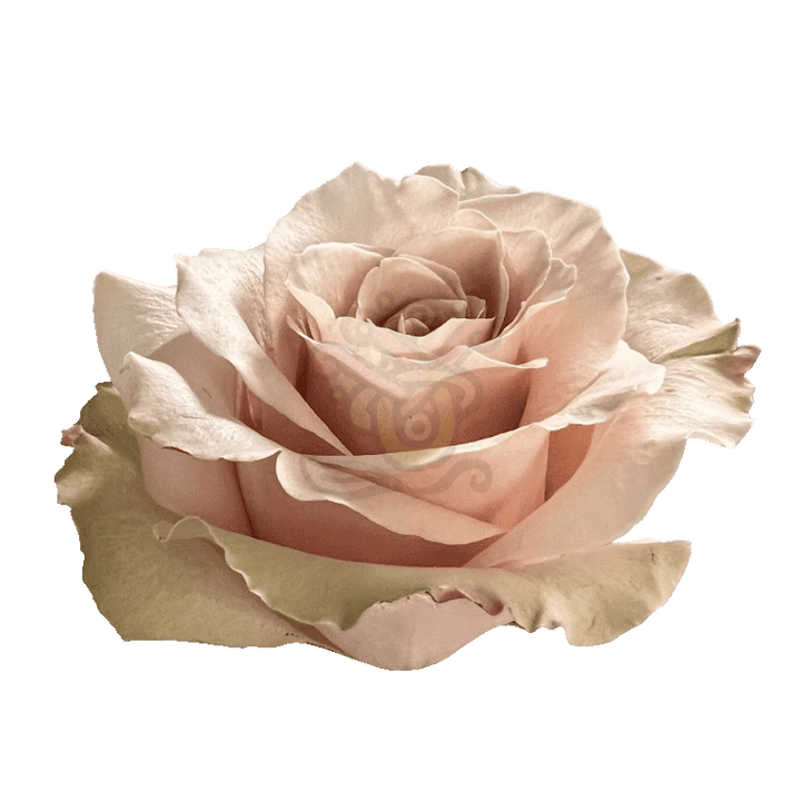 Sandy Roses Sand 2