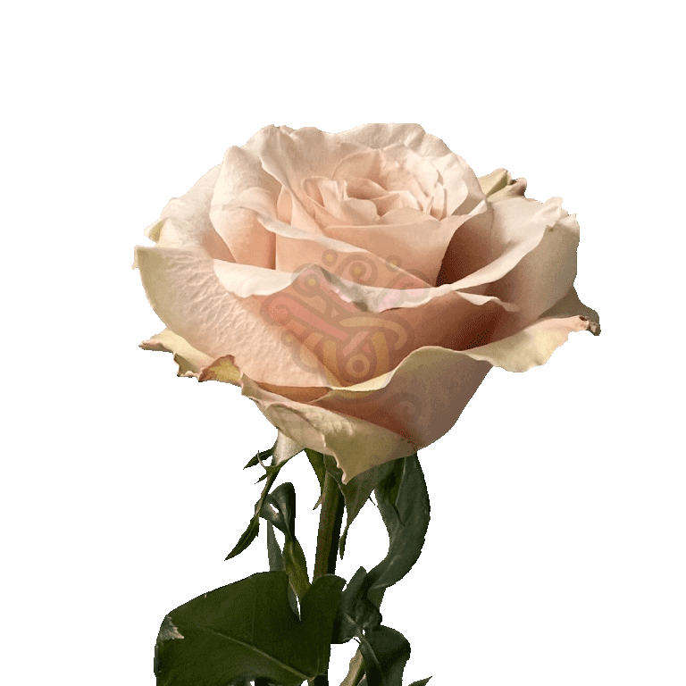 Sandy Roses Sand 3